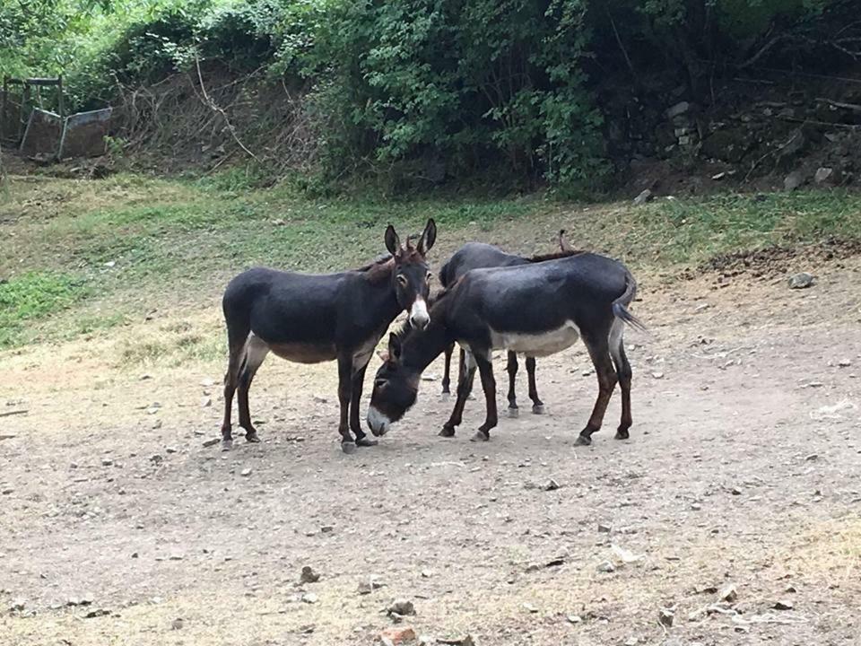 Vakantieboerderij Rio Ricco *