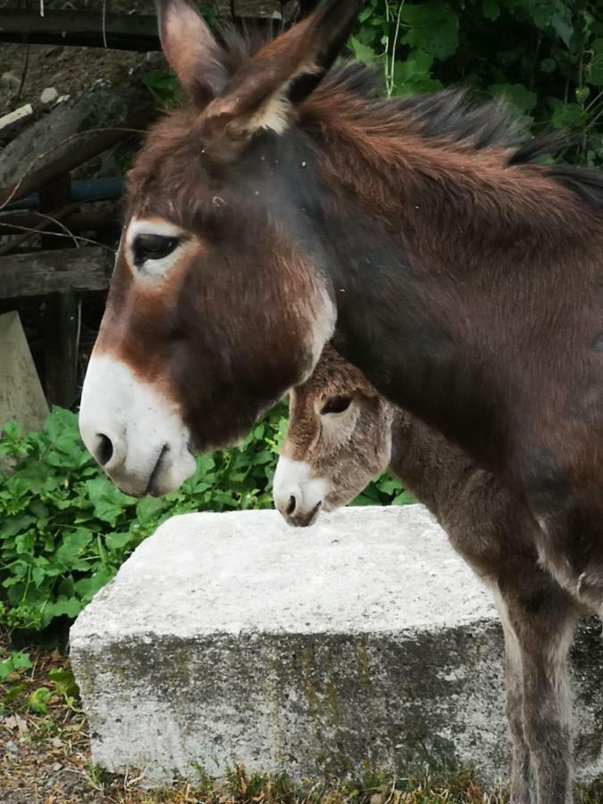 Vakantieboerderij Rio Ricco